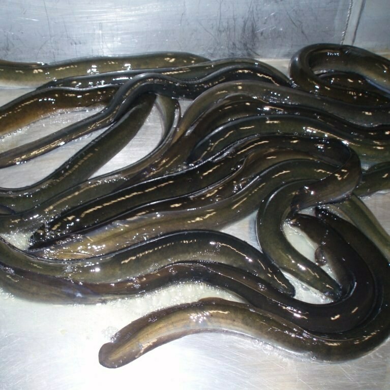 Eel Anguilla australis