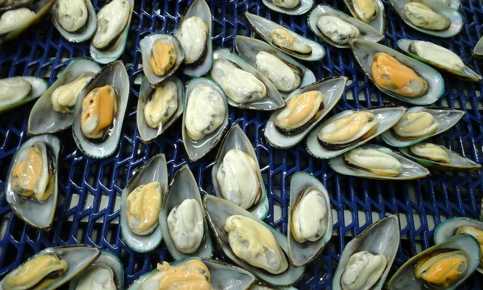 Mussels Half Shell Multiple Unfrozen