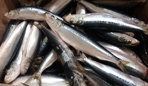 NZ Pilchards