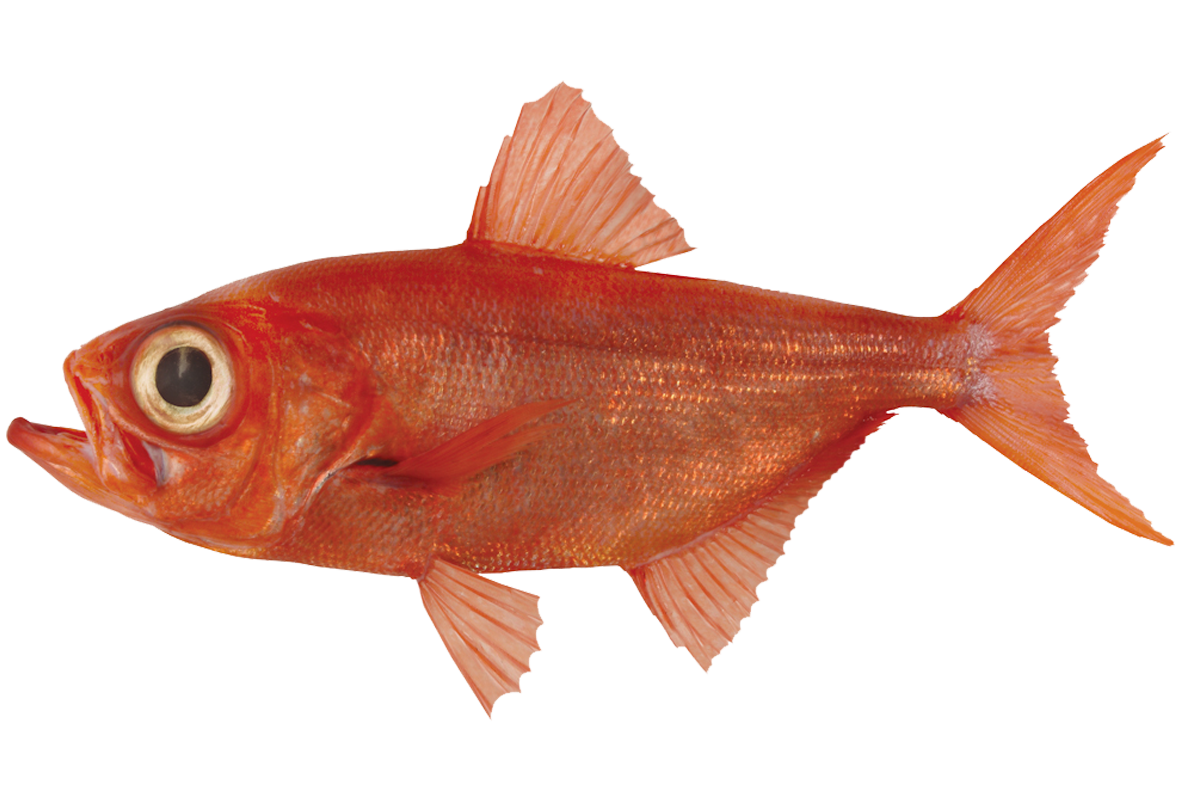 Alfonsino