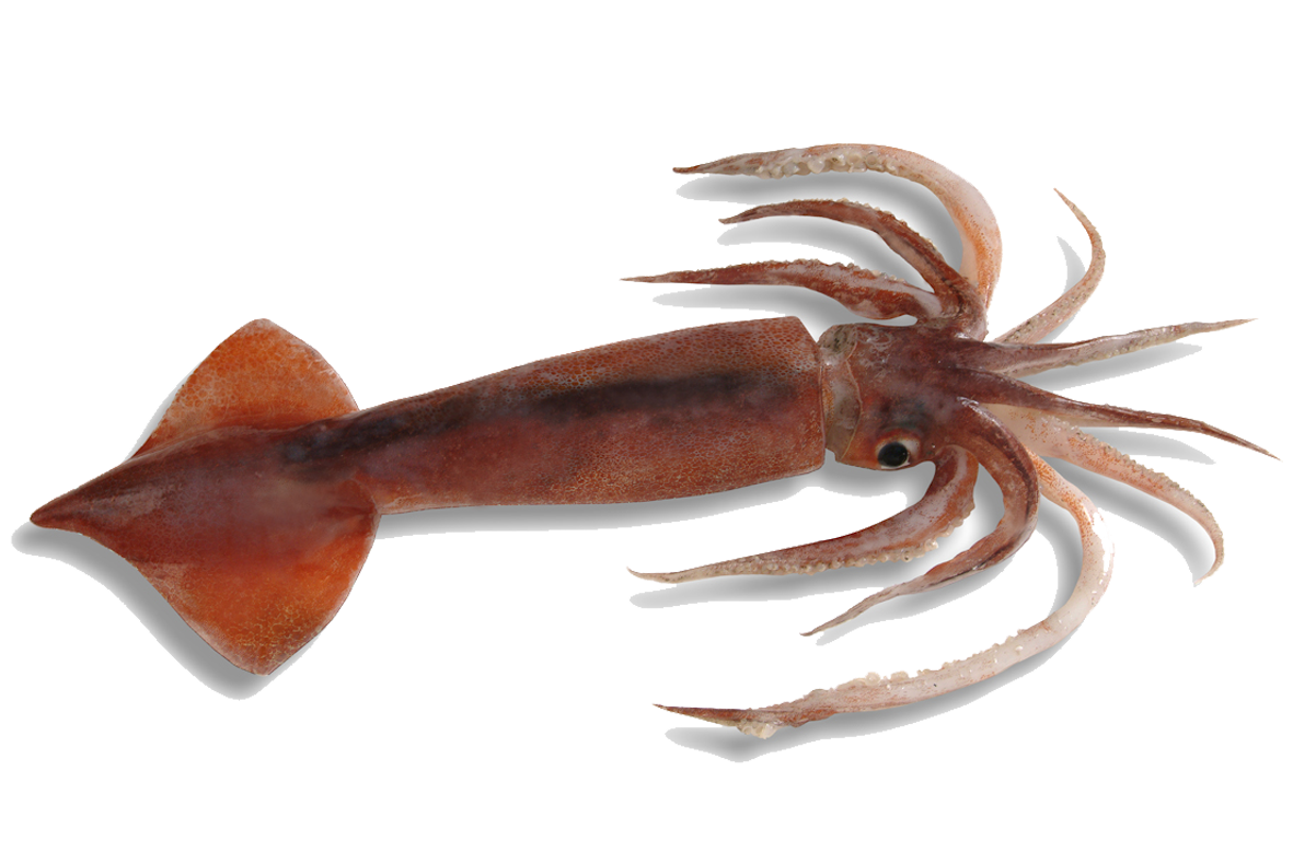 Arrow squid