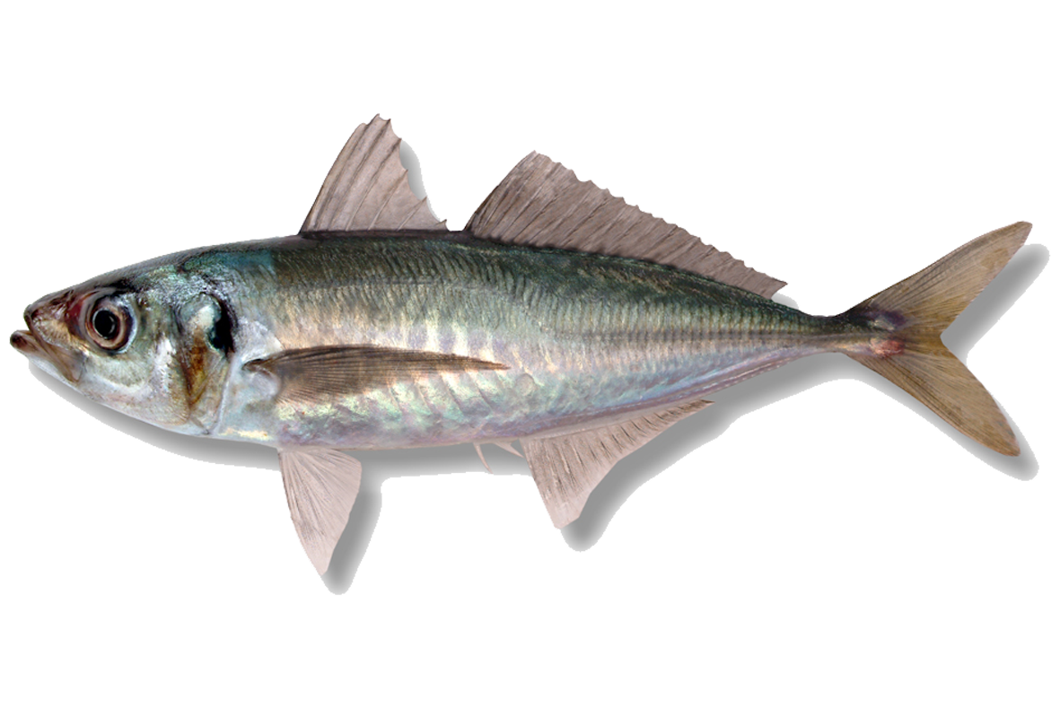 Jack mackerel