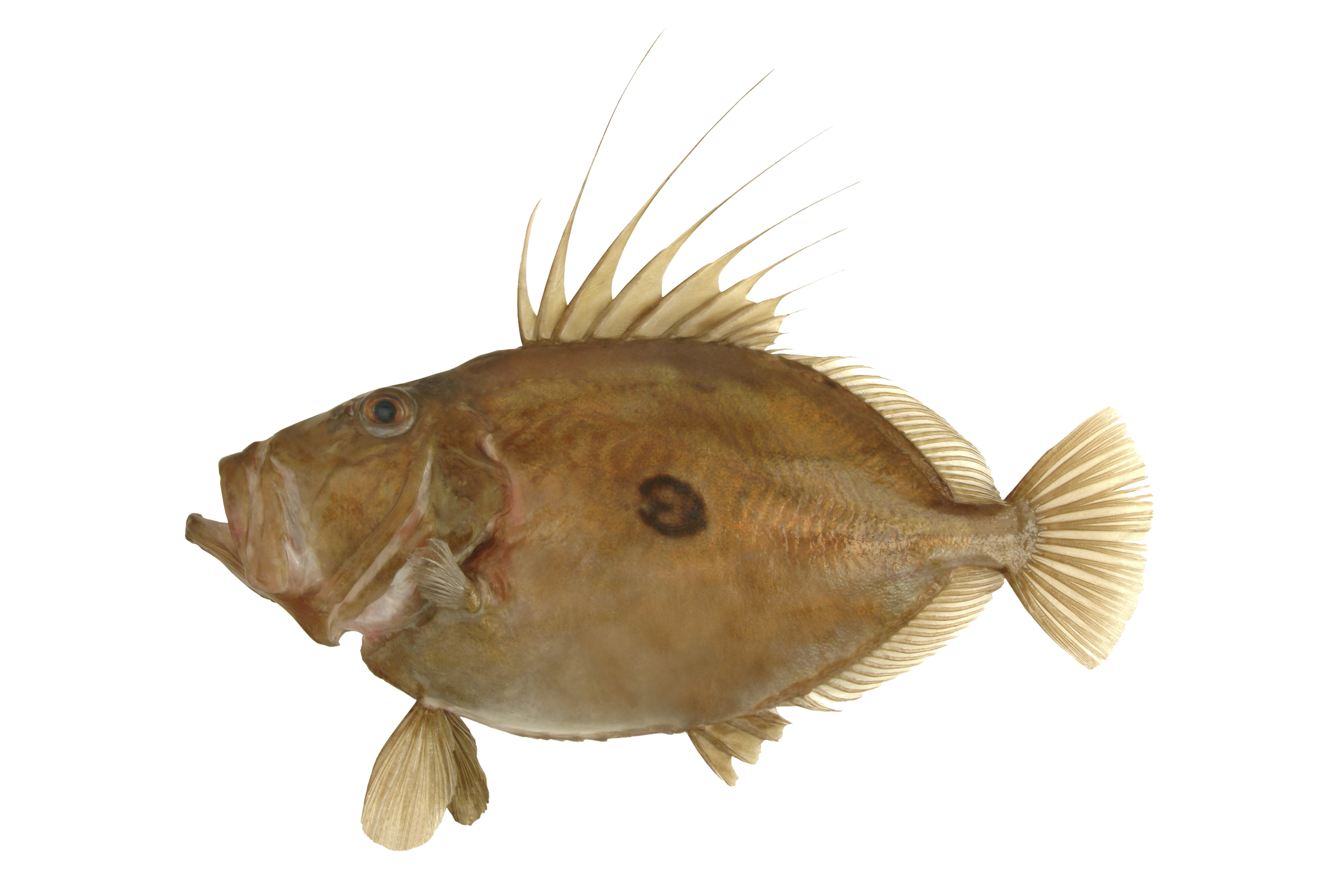 John dory