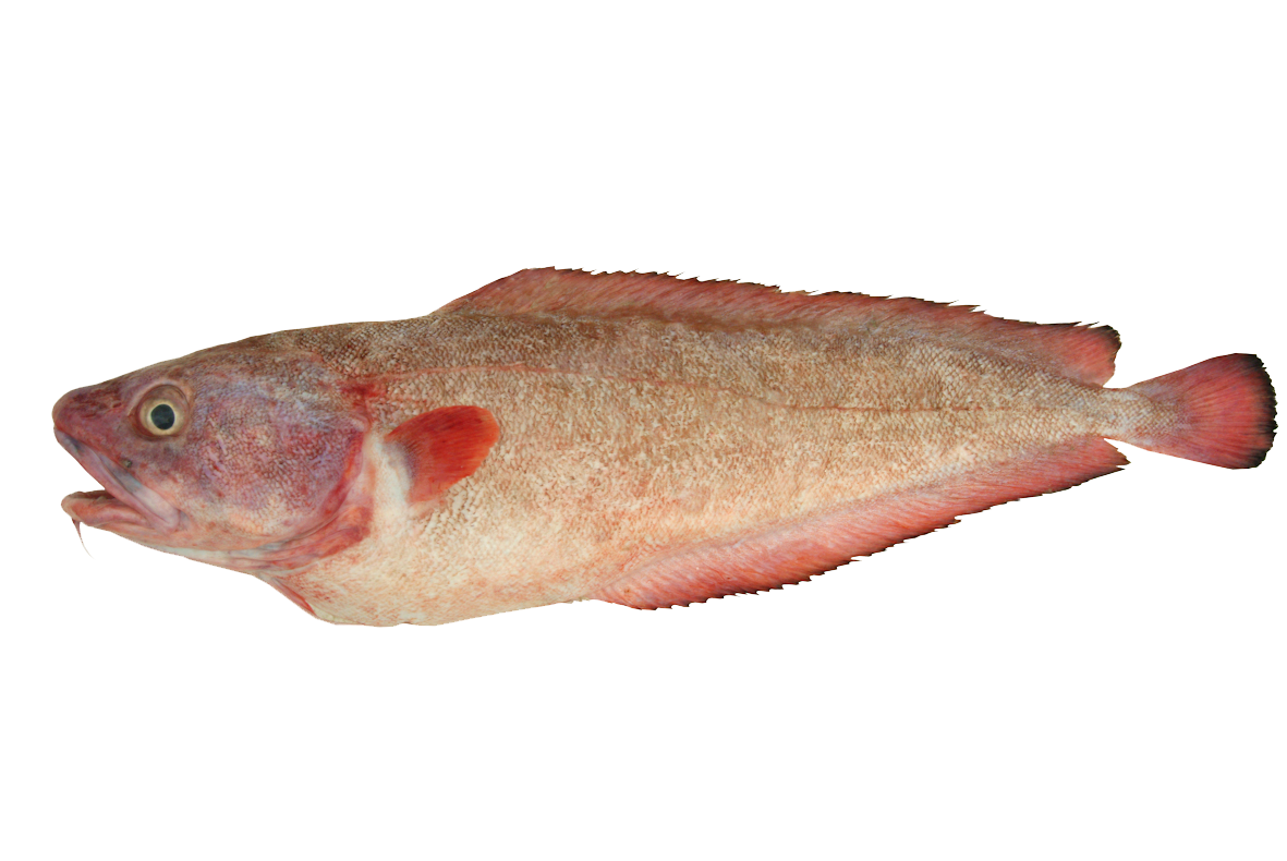 Red cod