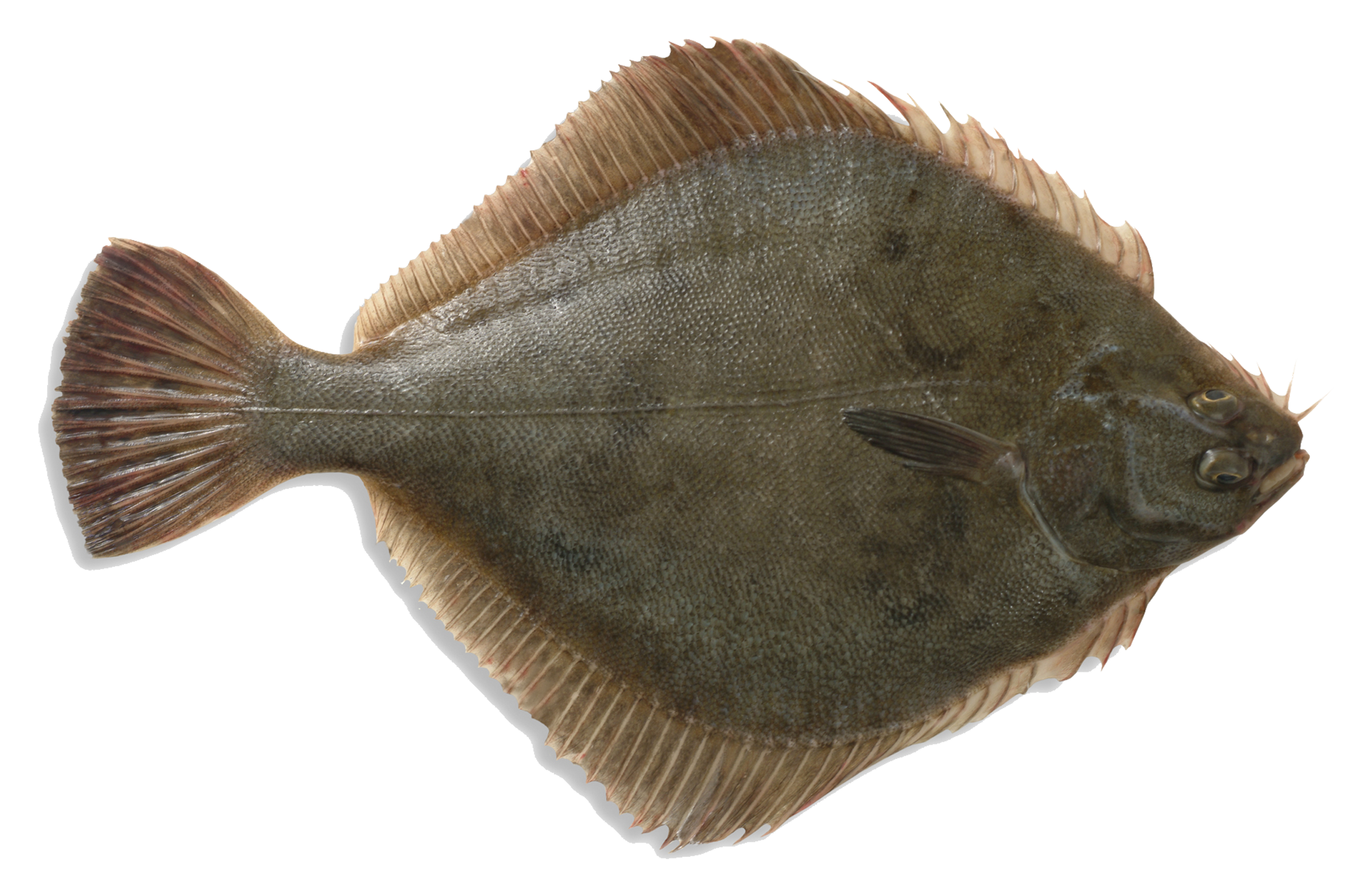 Sand flounder