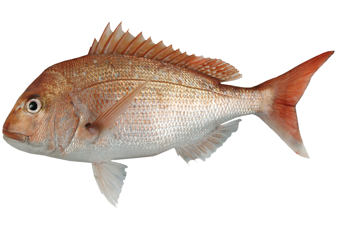 Snapper