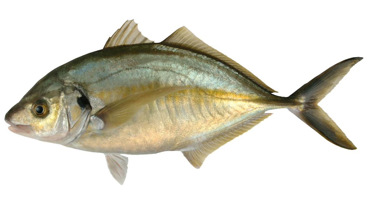 Trevally