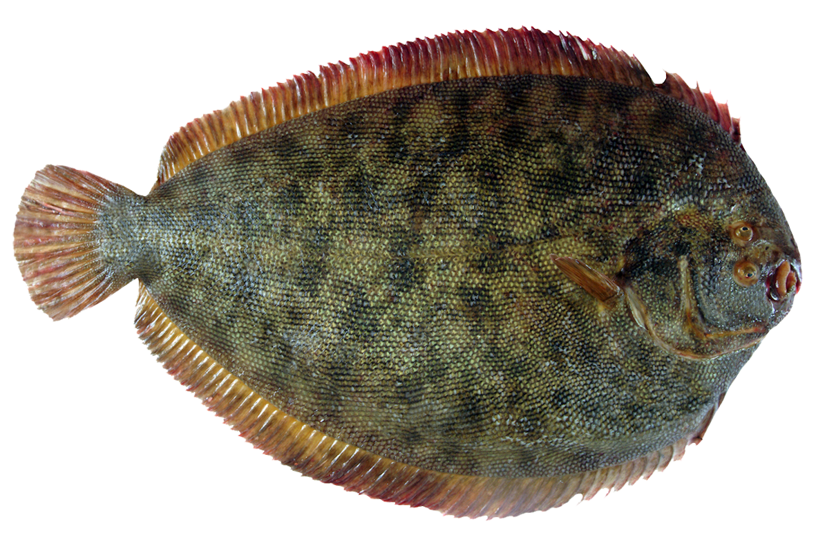 Turbot